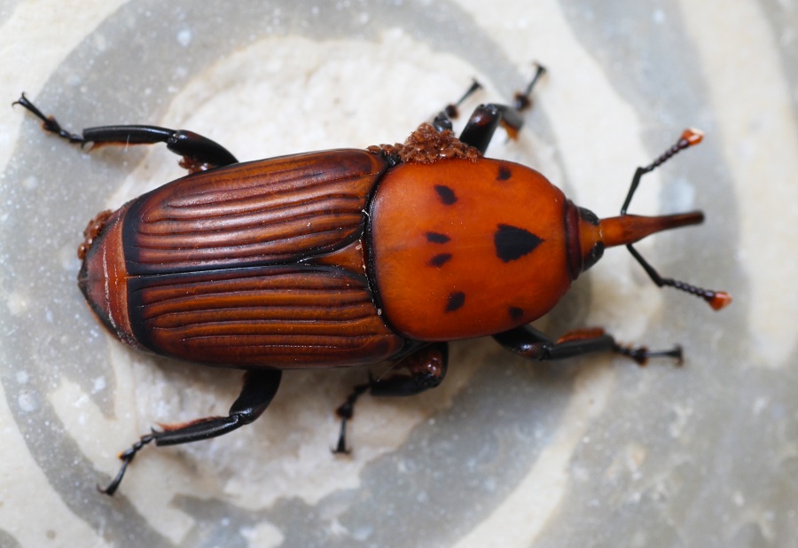 Rhynchophorus ferrugineus con ospiti