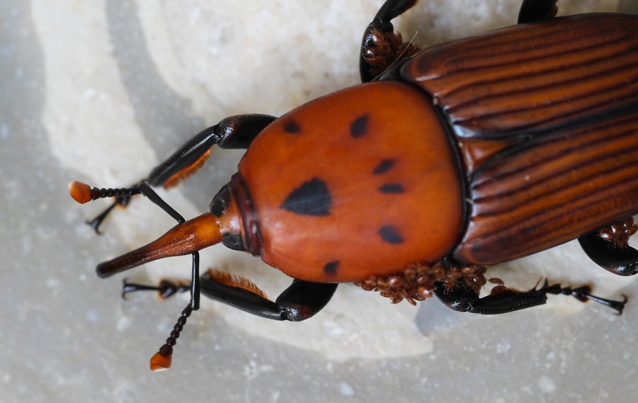 Rhynchophorus ferrugineus con ospiti