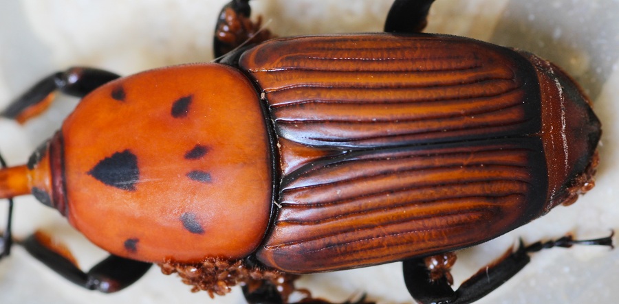 Rhynchophorus ferrugineus con ospiti