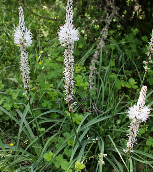 Asphodelus macrocarpus / Asfodelo montano