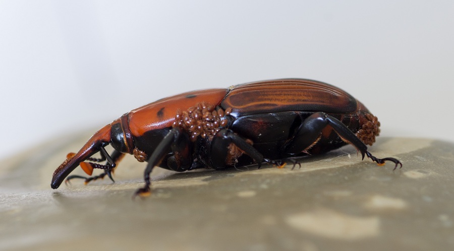 Rhynchophorus ferrugineus con ospiti