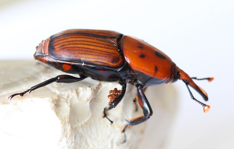 Rhynchophorus ferrugineus con ospiti