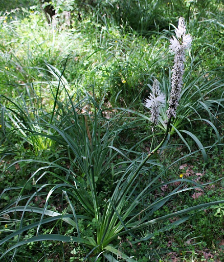 Asphodelus macrocarpus / Asfodelo montano