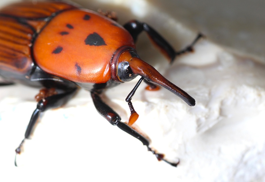 Rhynchophorus ferrugineus con ospiti