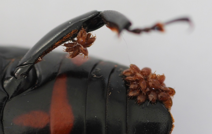 Rhynchophorus ferrugineus con ospiti