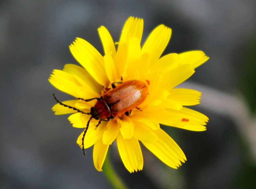 Exosoma lusitanicum, Chrysomelidae