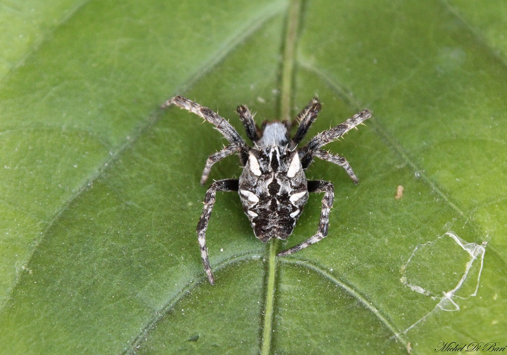 Cyrtophora citricola - Manfrdonia (FG)