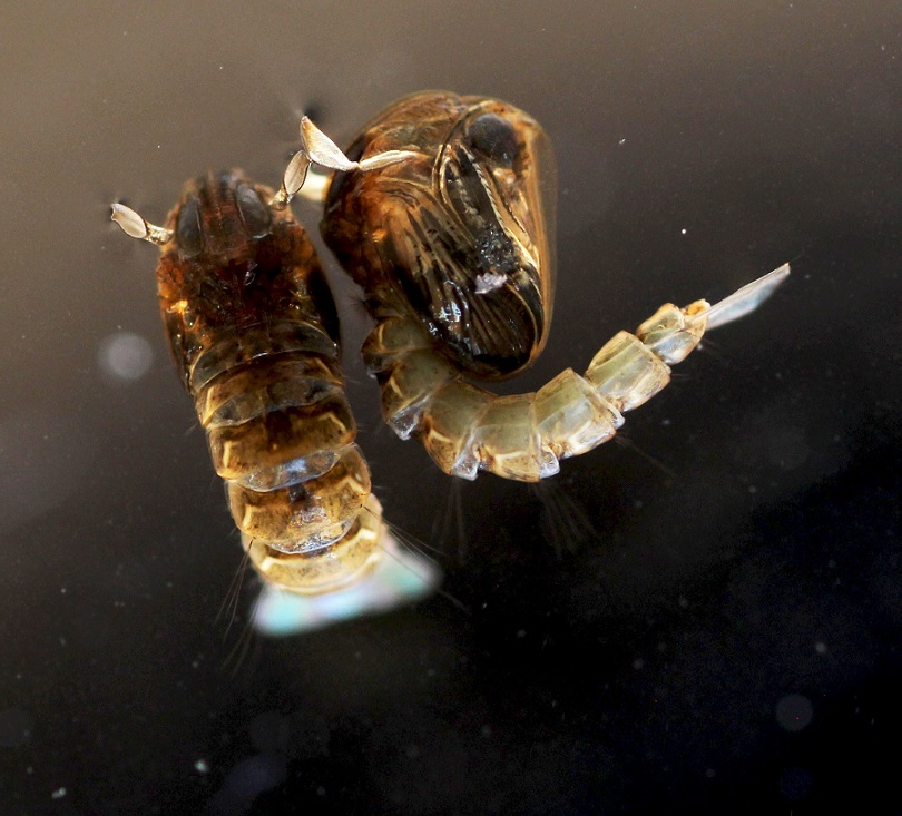 Larva di zanzara da id