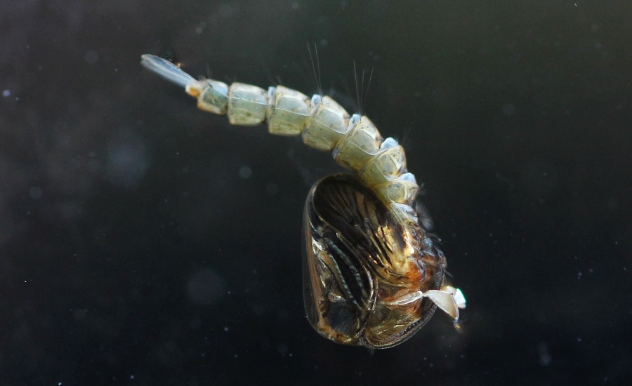 Larva di zanzara da id