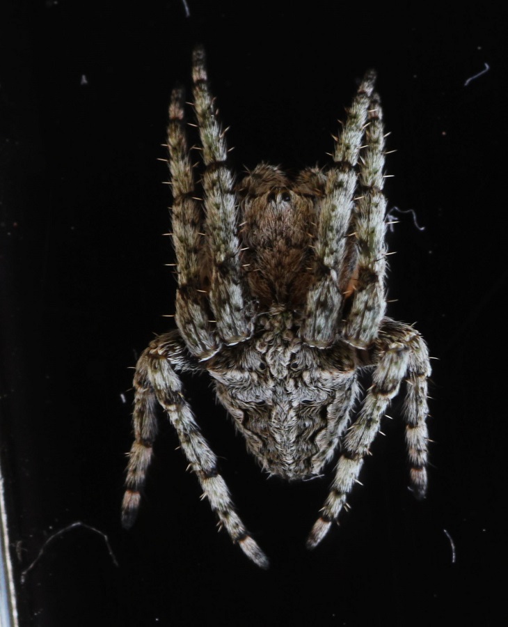 Araneus circe    - Manfredonia Gargano (FG)