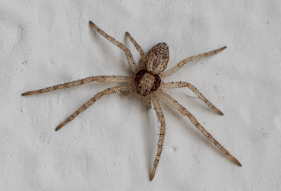 Philodromus sp. - Manfredonia Gargano (FG)