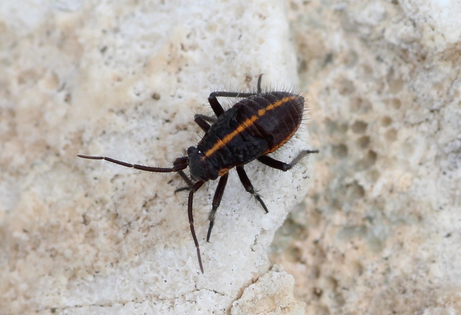 Miridae: ninfa di Horistus sp.