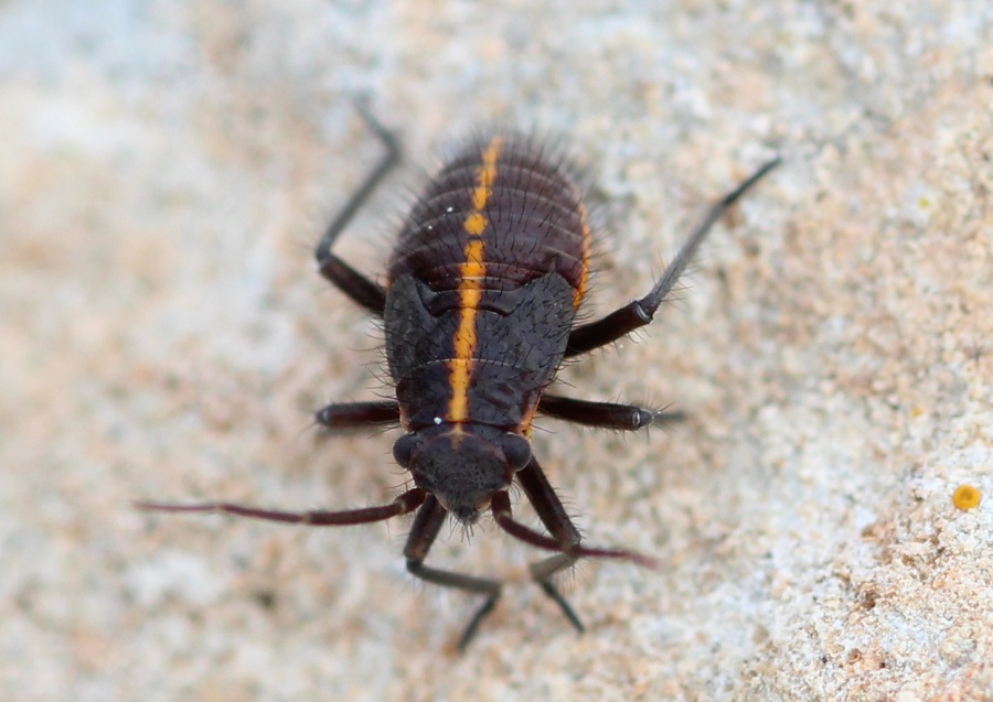 Miridae: ninfa di Horistus sp.