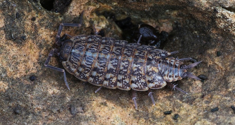 Philoscia muscorum ?.....Philoscia sp. (Isopoda -  Philosciidae)