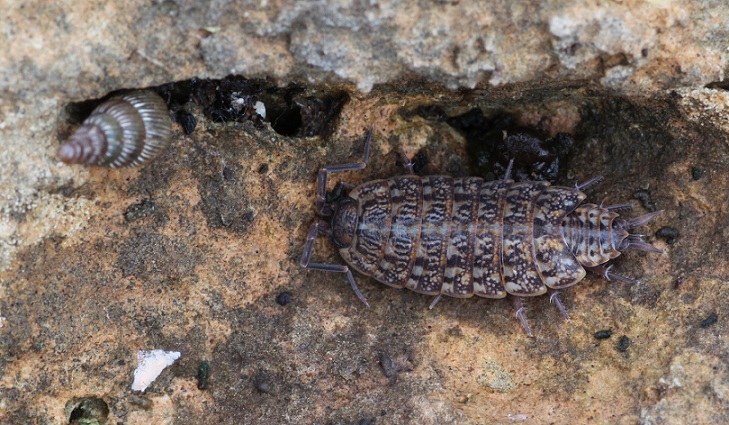 Philoscia muscorum ?.....Philoscia sp. (Isopoda -  Philosciidae)