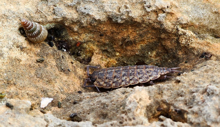 Philoscia muscorum ?.....Philoscia sp. (Isopoda -  Philosciidae)