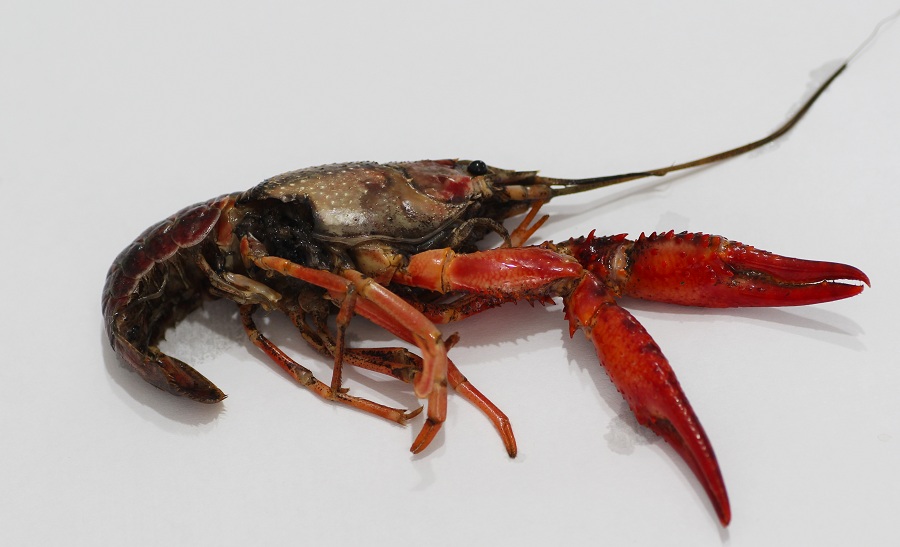 Gambero da id:  Procambarus clarkii.