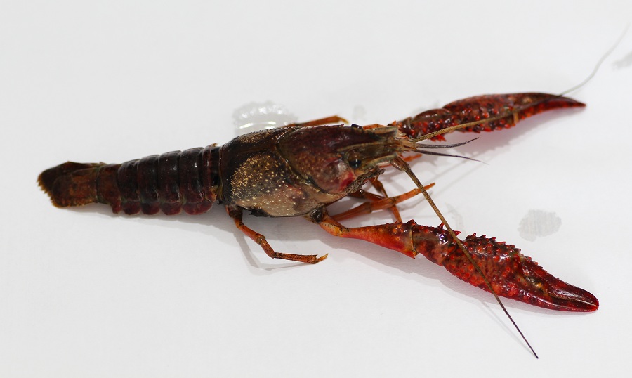 Gambero da id:  Procambarus clarkii.