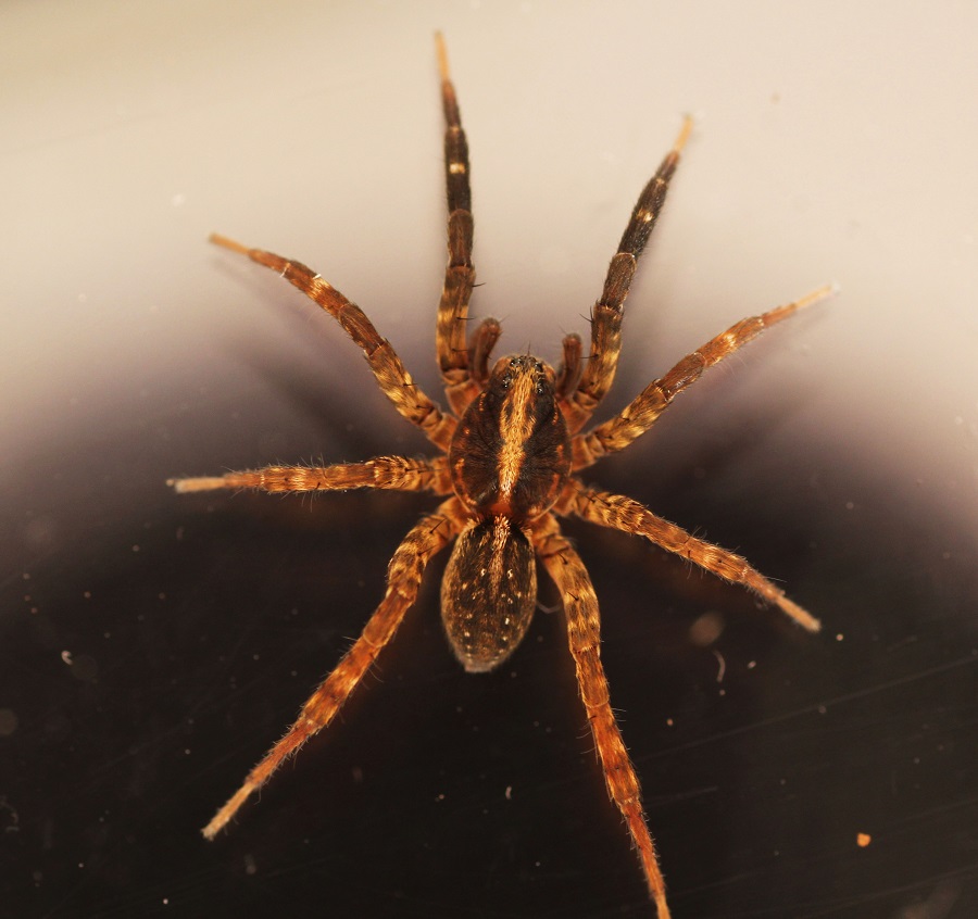 Trochosa sp.  - Manfredonia Gargano (FG)