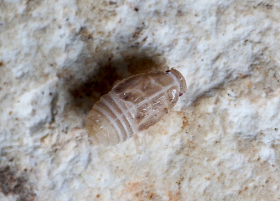 ninfa di Cixiidae