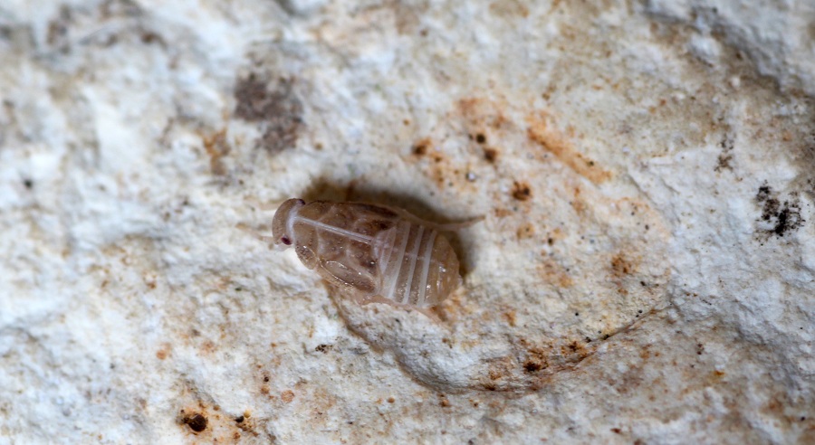 ninfa di Cixiidae