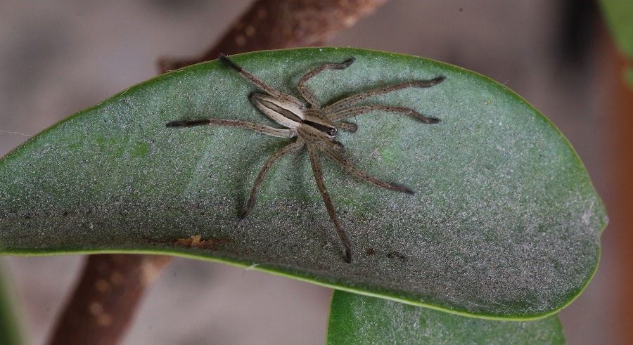 Micrommata sp. - Manfredonia Gargano (FG)