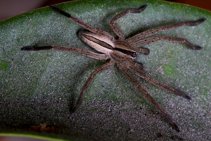 Micrommata sp. - Manfredonia Gargano (FG)