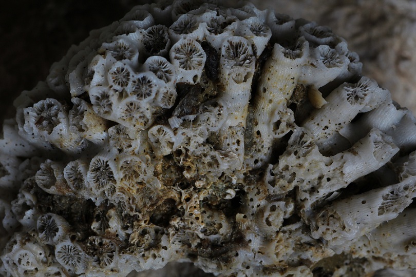 Corallo: Cladocora cf. caespitosa