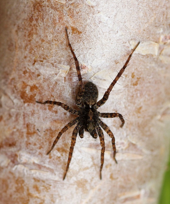 Pardosa sp. (m. immaturo) - Ruggiano Gargano (FG)