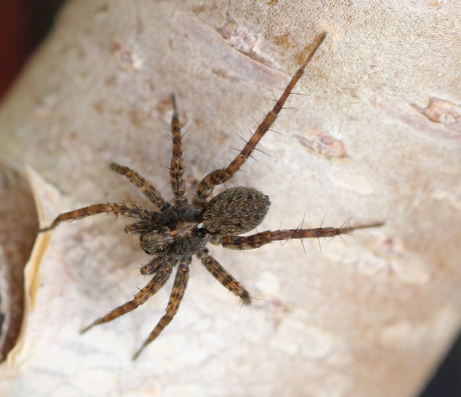 Pardosa sp. (m. immaturo) - Ruggiano Gargano (FG)