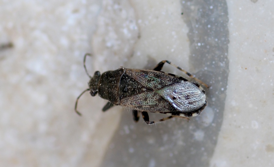 Lygaeidae:  Heterogaster urticae