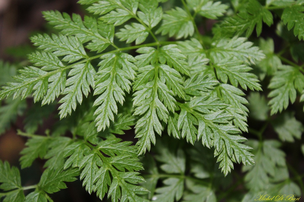 Anthriscus nemorosa