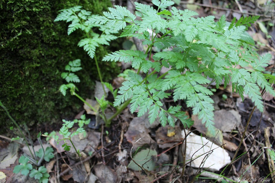 Anthriscus nemorosa