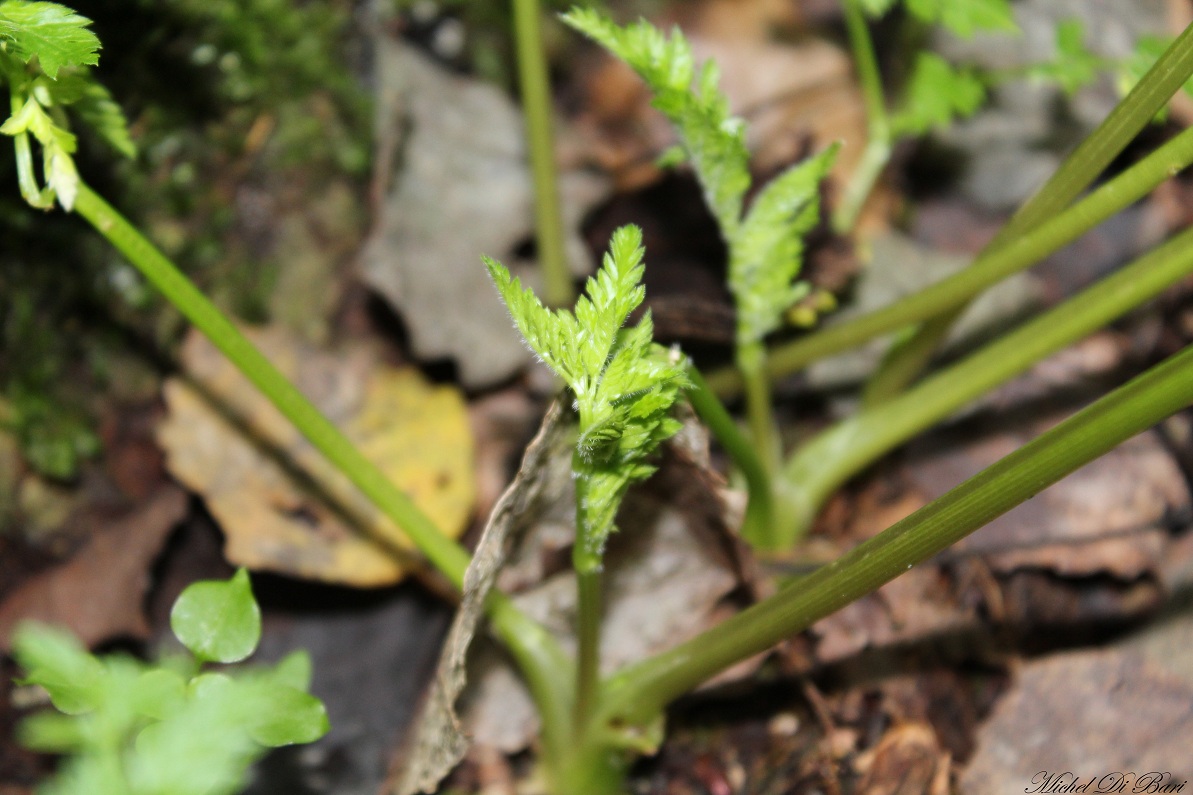 Anthriscus nemorosa