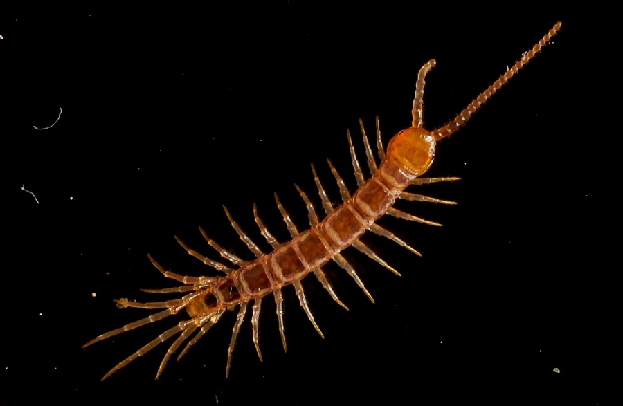 Chilopoda:  Lithobius sp. (Lithobiidae)