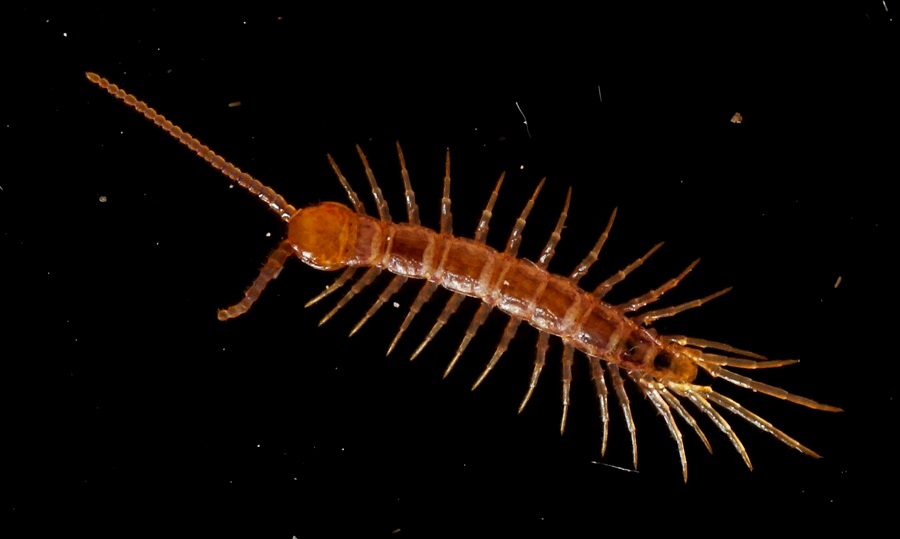 Chilopoda:  Lithobius sp. (Lithobiidae)