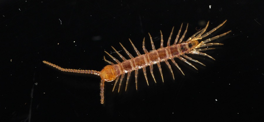 Chilopoda:  Lithobius sp. (Lithobiidae)