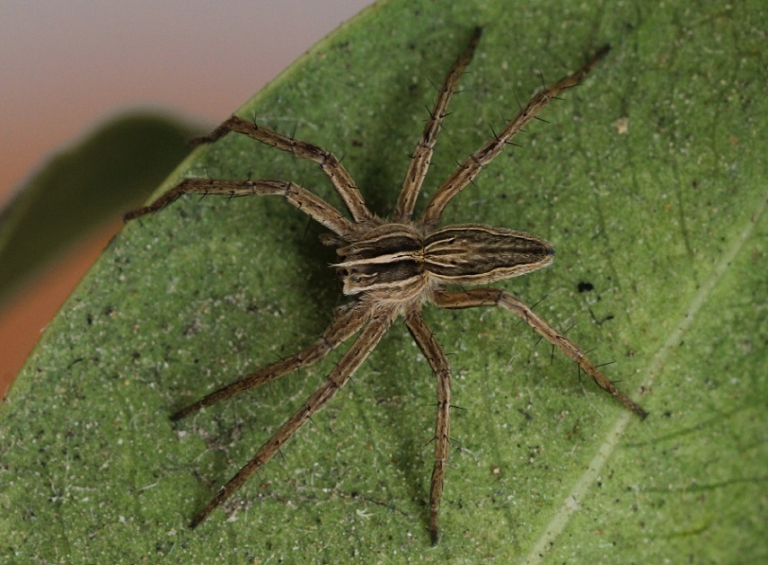 Pisaura sp.  - Manfredonia Gargano (FG)