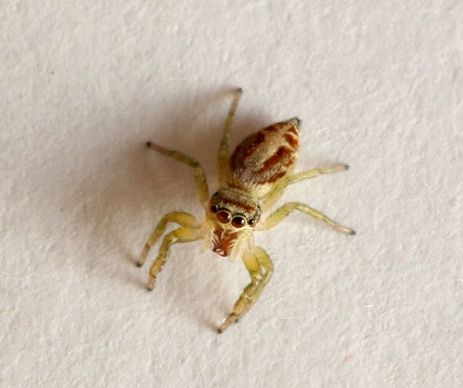 Salticidae: Icius sp.  - Manfredonia Gargano (FG)