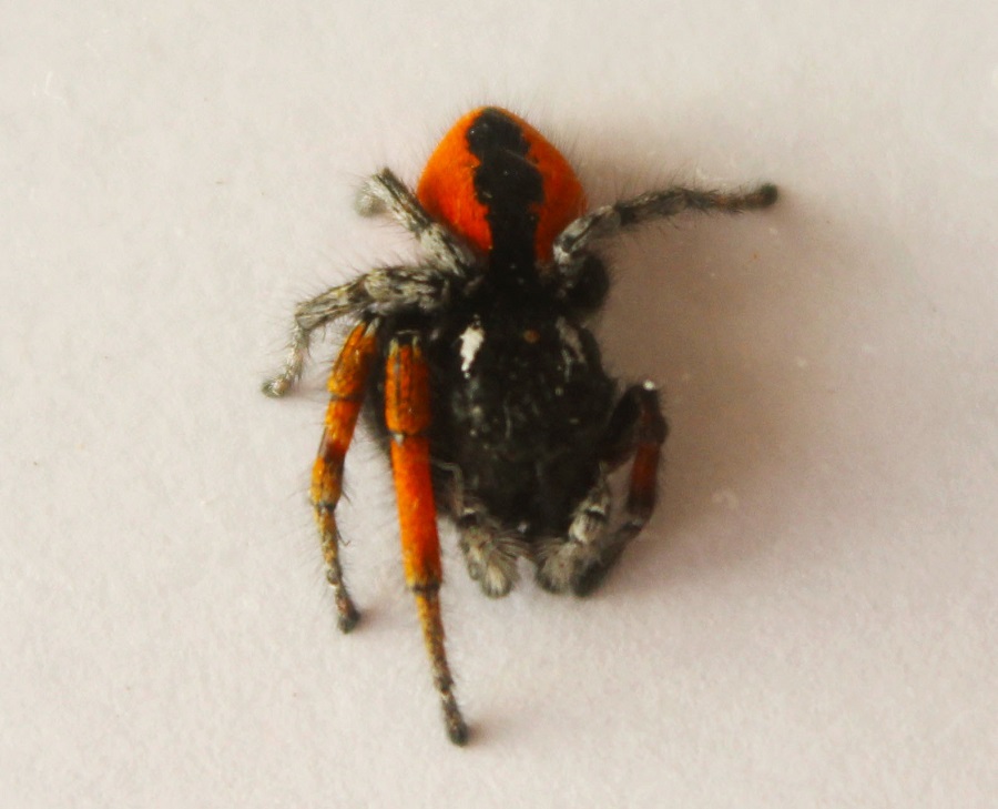 Philaeus chrysops - Monte Nero, Gargano