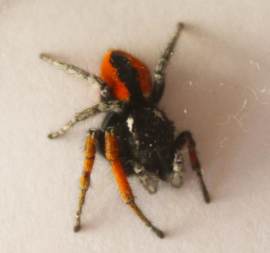 Philaeus chrysops - Monte Nero, Gargano