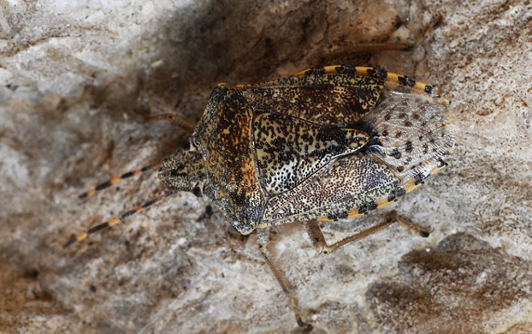 Pentatomidae: Rhaphigaster nebulosa
