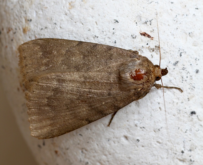 Apopestes spectrum, Erebidae