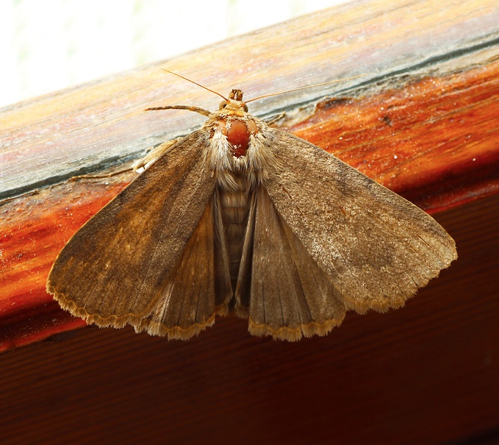 Apopestes spectrum, Erebidae