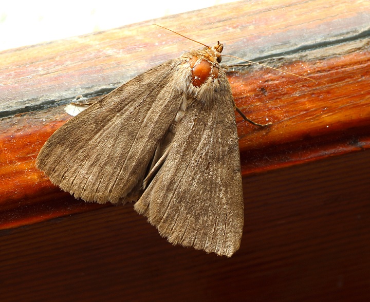 Apopestes spectrum, Erebidae