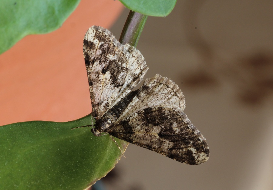 da id - Agriopis leucophaearia, Geometridae