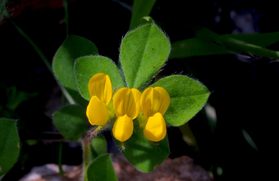 Lotus ornithopodioides / Ginestrino pie'' d''uccello