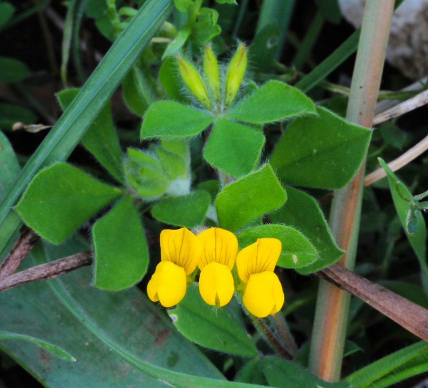 Lotus ornithopodioides / Ginestrino pie'' d''uccello