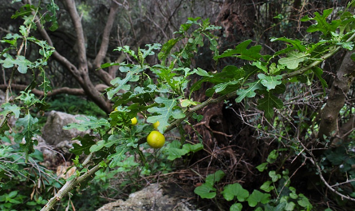 Solanum linnaeanum (=Solanum sodomaeum)  / Morella di Sodoma