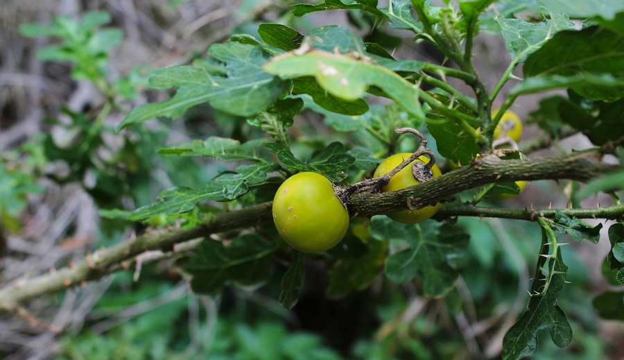 Solanum linnaeanum (=Solanum sodomaeum)  / Morella di Sodoma